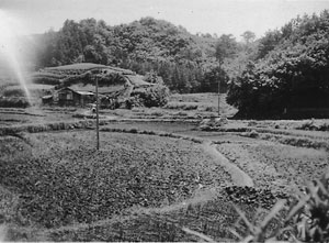 View of paddy fields