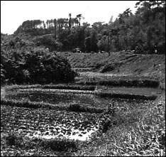 View of paddy field with British Force's vehicles in the background