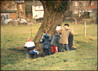 Silver Arrow ? Tree Survey