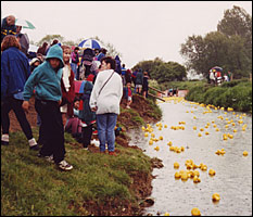 View of the racing ducks in the river 