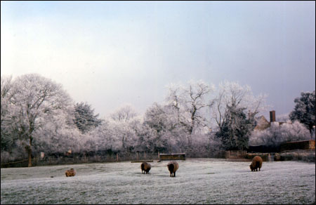 Sheep in the paddock in the winter of 1979