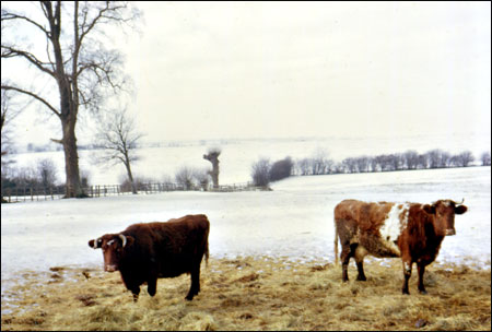 Cattle in the field along the road between Castlethorpe & Hanslope