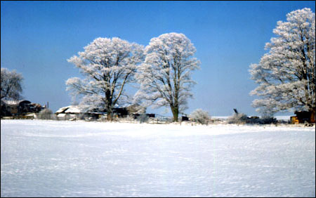 Trees at the top of Castle Field in the winter of 1979