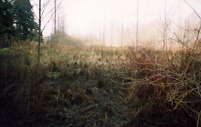 2003. Duckpond I planted with trees