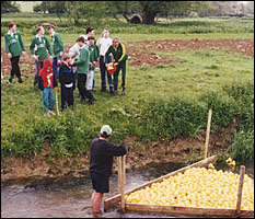 The ducks are penned up ready to race