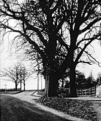 View of area called the Chestnuts
