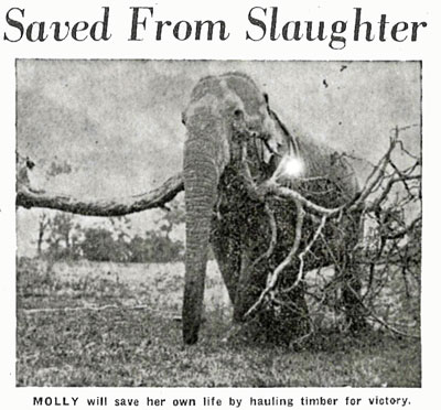 newspaper picture of Molly the elephant