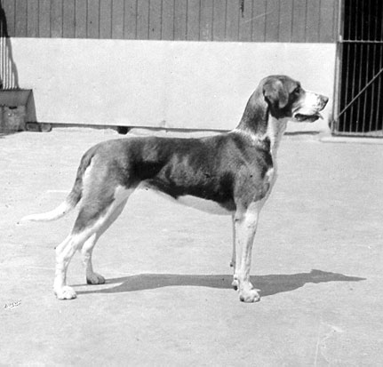 1911 Hound called Ready