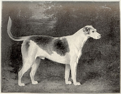 cartoon of fox 'mousing'