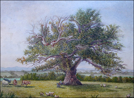 Oak close to Mr. Roper's