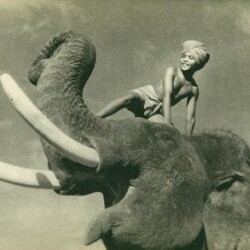 Sabu was brought to Hanslope to manage the elephants in Salcey Forest during WWII