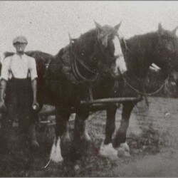 Working horses at Woad Farm c.1930