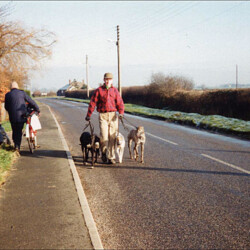 Greyhounds exercising in Newport Road