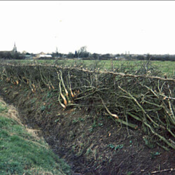 Eric Ditum with new hedging in the lane at the end of Newport Road.