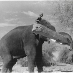 Elephant at work in Salcey Forest