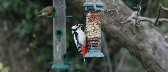 Great spotted woodpecker