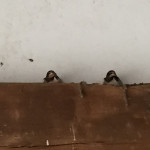 Baby swallows