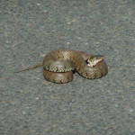 Grass snake