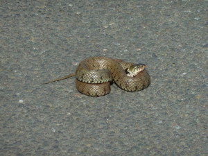 Grass snake