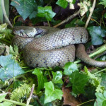 Grass snake