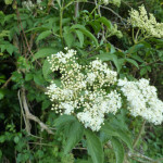 Cow parsley