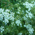 Elderflower