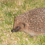 Hedgehog