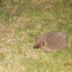 Hedgehog