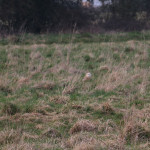 Barn owl on ground
