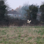 Barn owl flying