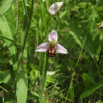 Bee orchid