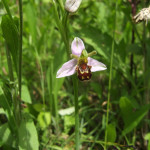 Bee orchid