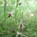 Bee orchid