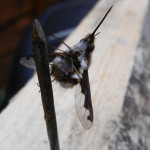 Bee fly