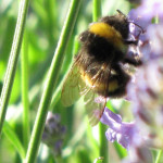 Bumble bee,