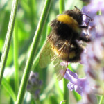 Bumble bee,