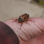 Cockchafer beetle