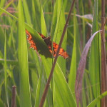 Comma butterfly