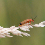 Common red soldier beetle