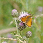 Essex skipper butterfly