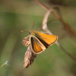 Essex skipper butterfly