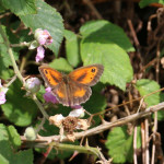 Gatekeeper butterfly