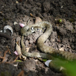 Male grass snake