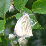 Green veined white butterfly