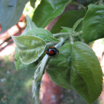 Harlequin ladybird