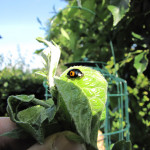 Harlequin ladybird