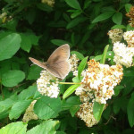 Meadow Brown butterfly