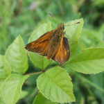 Large skipper butterfly