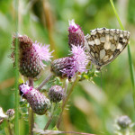 Marbled white butterfly