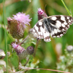 Marbled white butterfly